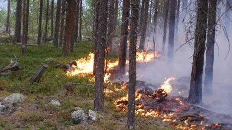 En omfattande skogsbrand rasade i Muddus nationalpark sommaren 2006. Efteråt har flera mycket ovanliga insektsarter hittats i området.