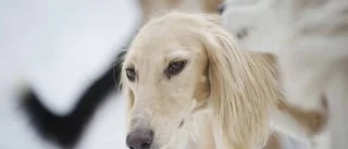 Saluki - gracil jägare med lång historia