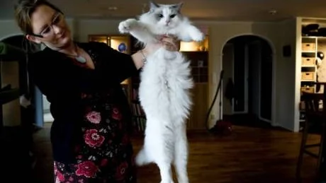 GOLIAT. Malin Wallin föder upp ragdoll-katter. När hon lyfter Goliat hänger han precis som en trasdocka, det är så rasen har fått sitt namn.