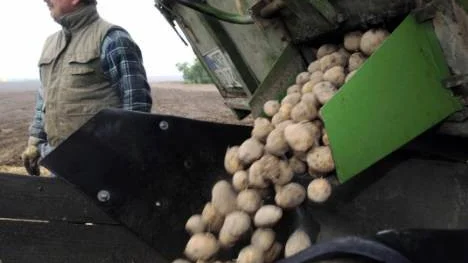 Efter en grundling utredning har Jordbruksverket beslutat att tillåta användning av Amflora-potatis igen.