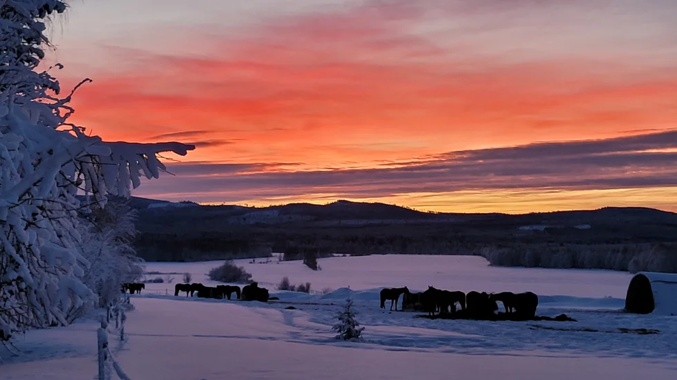 Dagens bild.