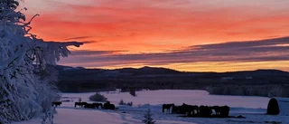 Dagens läsarbild: Vacker eftermiddagshimmel