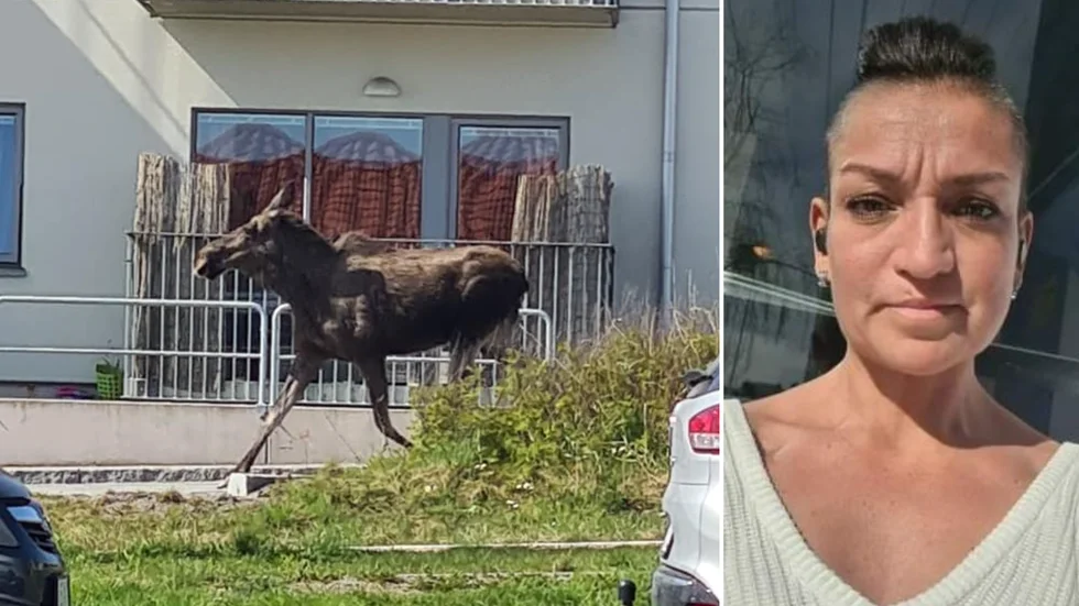 Det var första gången som Ema Jarnving såg en älg på så nära håll - alldeles intill sin bostad. 