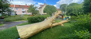 Därför ligger det en guldmålad trädstam i parken