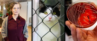 Gotländsk tamkatt drabbad av ovanlig bakterie