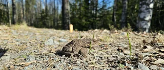Läsarbild: Små paddorna är lustiga att se