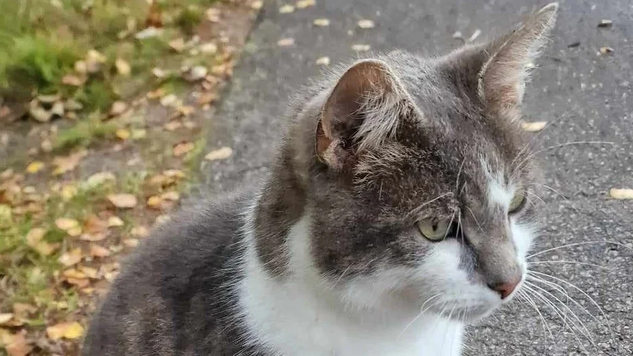 På måndagen blev katten Dixon ihjälbiten av en okopplad hund i Gusum. Händelsen har blivit polisanmäld.