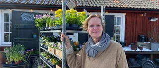 Trädgårdsmästaren om vilka växter som tål kylan