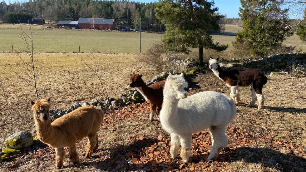Så här kan alpackor se ut. Ett företag som startats i mars månad ska inrikta sig på uppfödning av alpackor i Tjust skrgård, med tillhörande kringverksamheter. 
