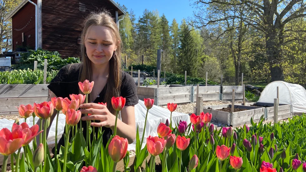 De första tulpanerna har slagit ut i Sofia Hölaas Borén snittblomsodling.