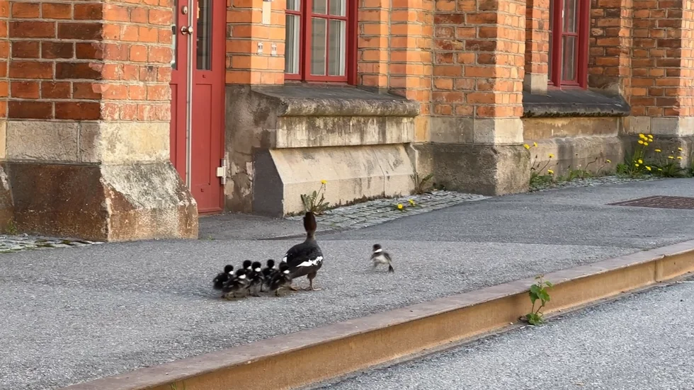 Andungen återförenas med sin familj.
