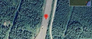 Älg på fel sida av viltstängslet på E4