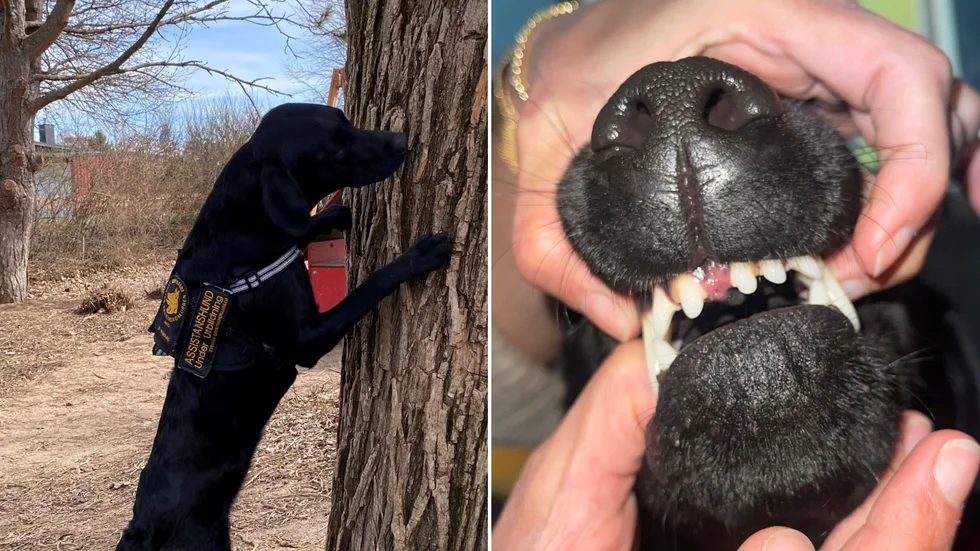 Hunden Essie saknar en framtand som signalement.