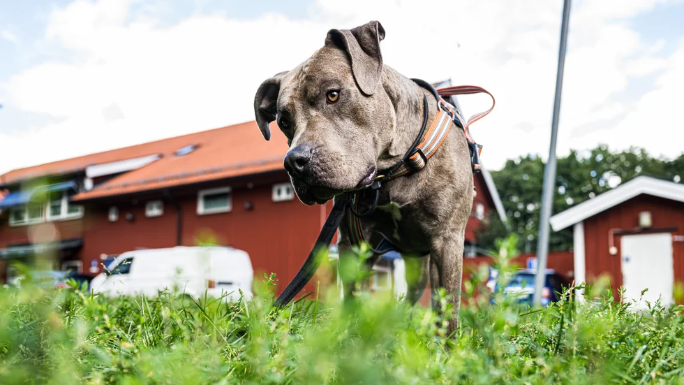 Hunden Boss är en tvåårig American Bully.