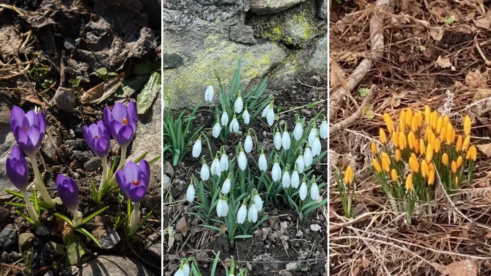 vårblommor vårtecken