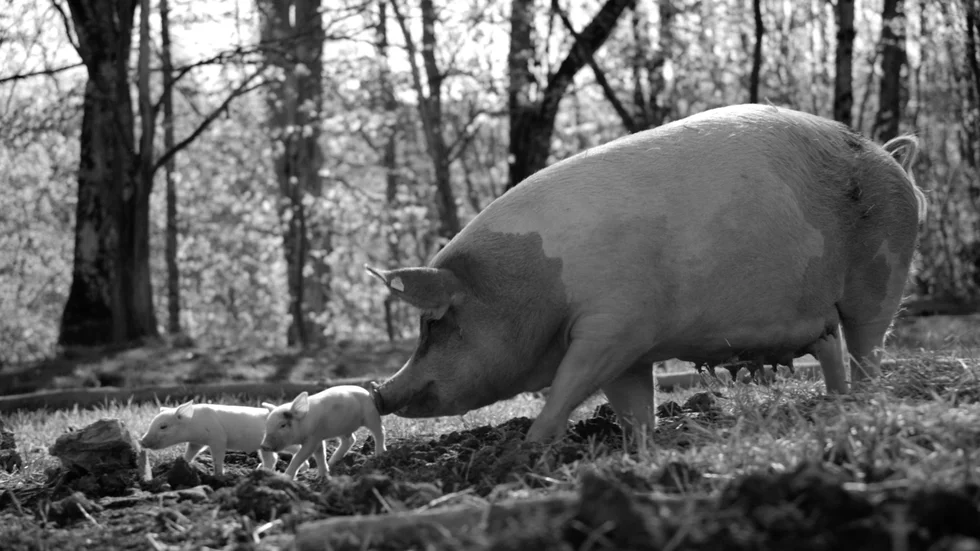 "Gunda" är en poetisk film som utmanar den antropocentriska blicken. I filmen får vi följa titelsuggan Gunda, hennes växande kultingar och de andra djuren på bondgården.