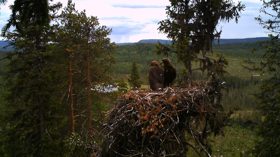 Mycket tack vare de gynnsamma vindarna häckar ofta kungsörnar i områden där det nu byggs vindkraftsparker.
