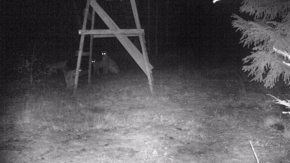 Lodjur i Västerviks kommun. Bilden visar en hona med tre ungar.