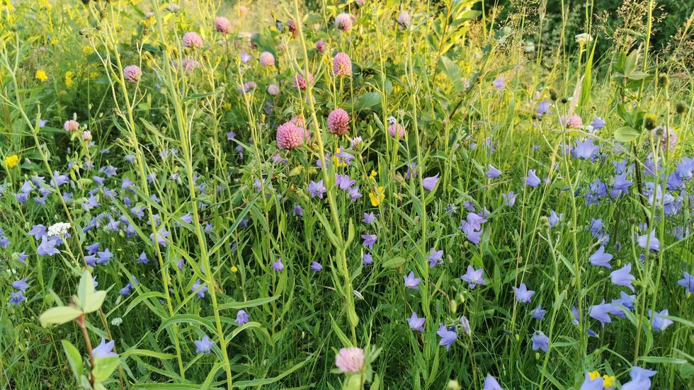 Så fint det blommar!