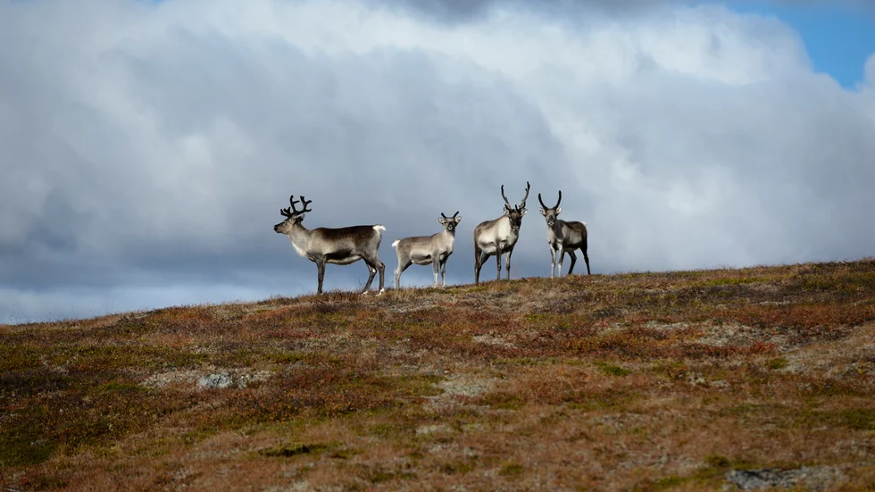 Den dödliga sjukdomen avmagringssjuka misstänktes ha hittats vid renslakt i Norge. Arkivbild.
