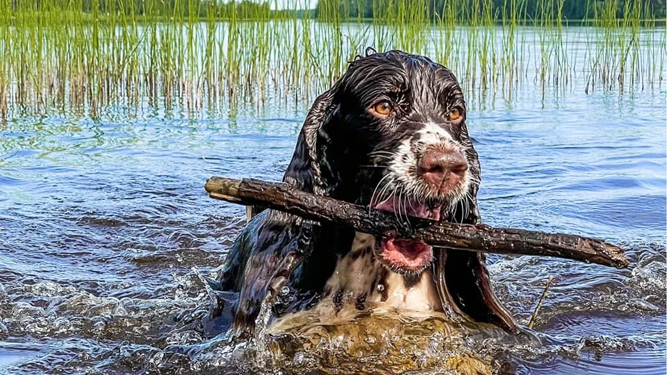Det mytomspunna sjöodjuret Hedwig.