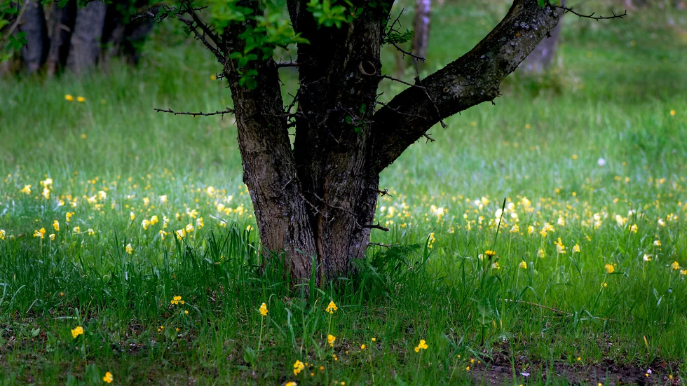 För några veckor sedan blommade gullvivorna. Bild tagen på annan plats. 