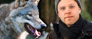 Uppemot 50 får dödades av varg – djurägare kräver skyddsjakt