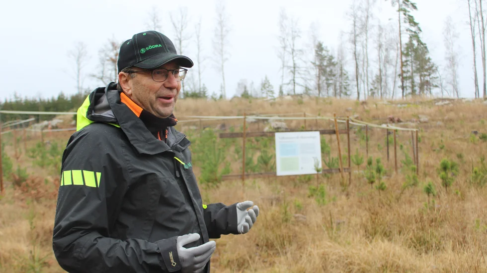 Tomas Andersson, projektledare för Södras Kraftsamling tall visar ett av de viltdemohägn som finns i skogen nära Mormorsgruvan. Här sattes tallar under 2018. Utanför hägnen syns tydligt hur klövvilt skadat plantorna, när annat foder i skogen inte räcker till. 
