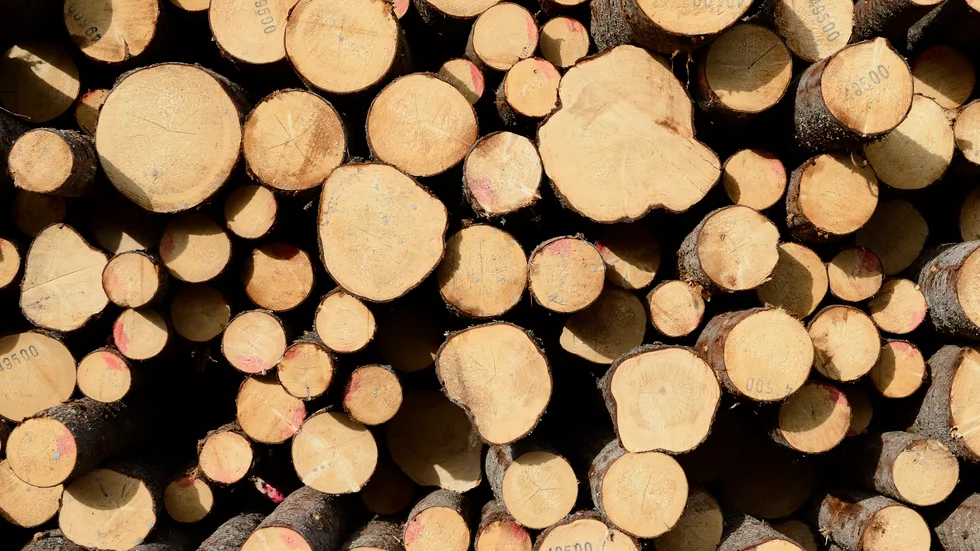 Skogen är så mycket mer för människor än en kassako, skriver Greenpeace.