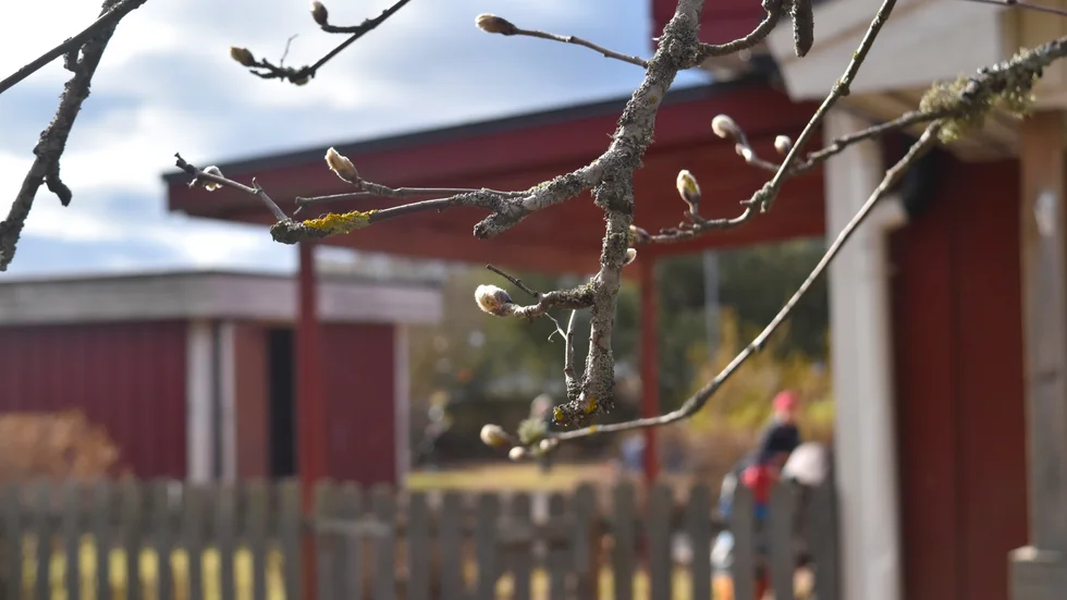 Tydliga vårtecken på Rimforsa skola med majblommor och blomknoppar.