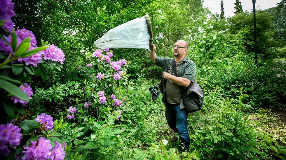 Anders Lindström, entomolog på SVA, säger att det just nu är mycket mygg i Uppsala.