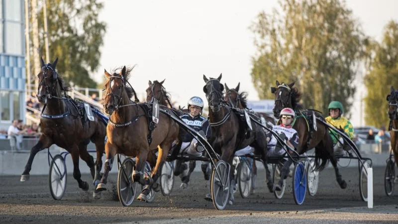 Robert Berghs 4-årsstjärna Fifty Cent Piece var en av flera som imponerade runt Bodenovalen i V86, onsdag kväll