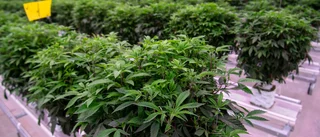Danmark förlänger cannabisförsök