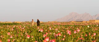 Opiumpriser skenar i talibanernas Afghanistan