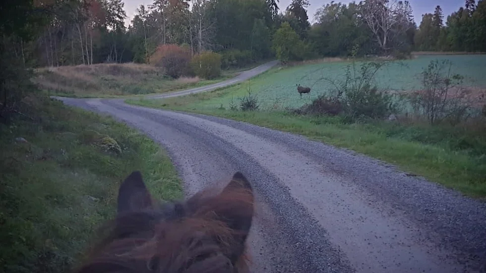 Ute på åkern syns älgkon. Bilden togs av Amanda Vitalisson när hon var ute på ridtur med hästen Freyfaxi. 