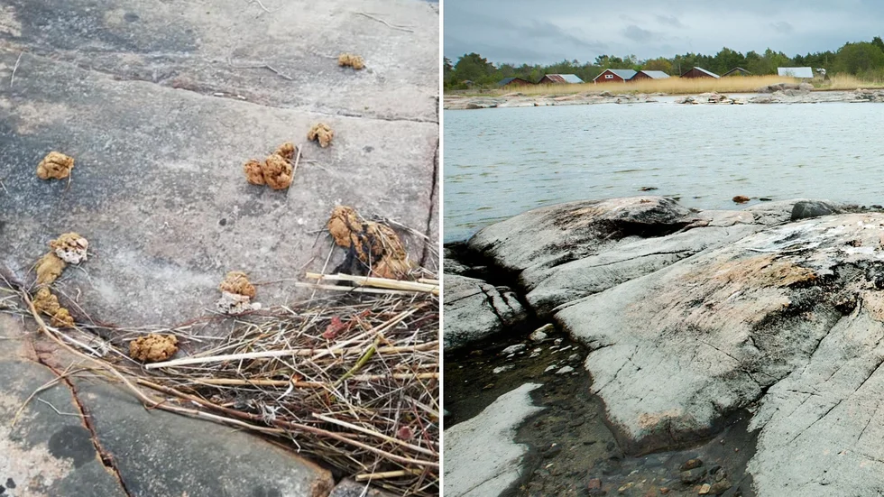 I helgen upptäcktes att tallolja spridit sig även till Östhammars kommun. Bland annat har det hittats kring Gräsö.