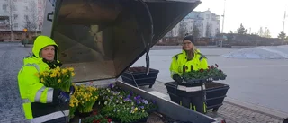 Kylan till trots – nu blommar Luleå upp