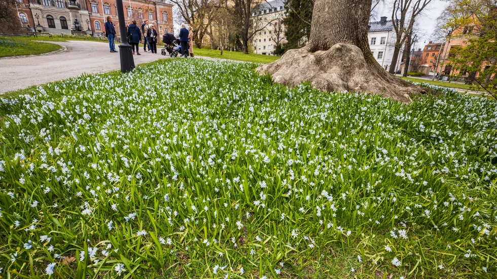 I sommar kommer Uppsalaborna att kunna lämna in sina hållbarhetsidéer via kommunens hemsida.