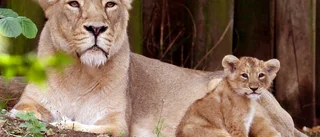 Covidsjuka lejon återhämtar sig på zoo
