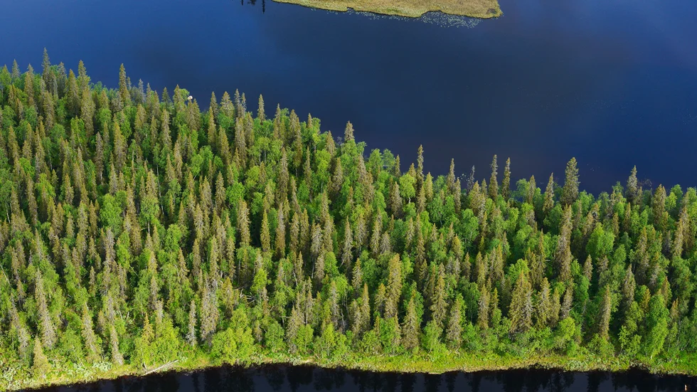 Ett parti gammelskog i Norrbotten.