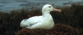 Sällsynt besök: Albatross i Skåne