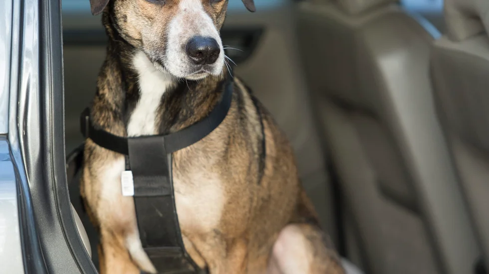 Tio valpar misstänks ha smugglats in i landet av en Vingåkersbo. Varken hunden eller hundrasen på bilden har något samband med artikeln. 