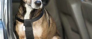 Tio insmugglade hundvalpar fick avlivas – sörmlänning häktad