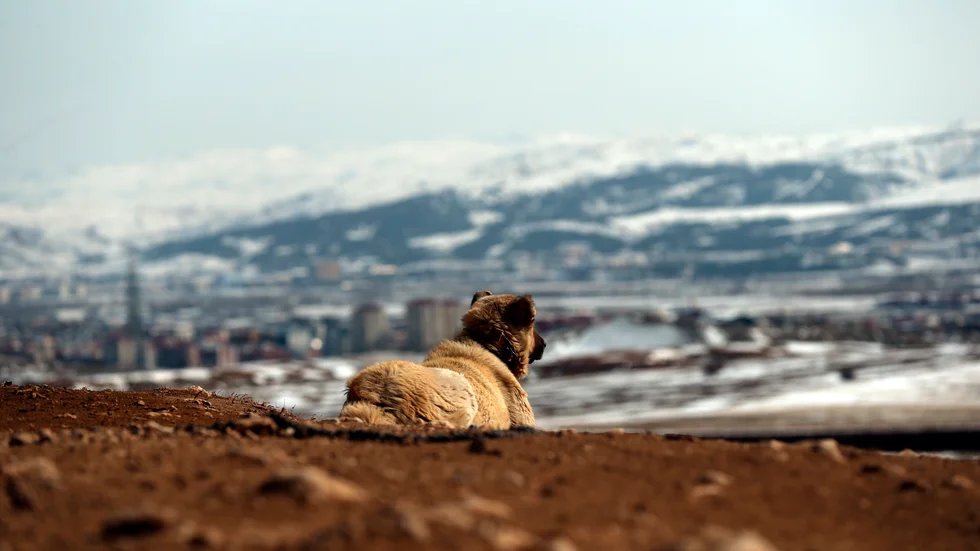 Herdehundar, som kangal, kan skydda tamdjur mot rovdjursangrepp, skriver Sigge Fagerström.