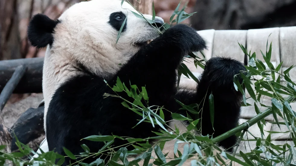 Jättepanda ätandes bambu. Arkivbild.