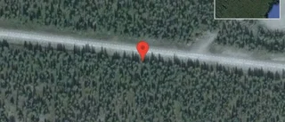 Renar på vägen på E45