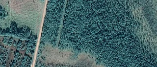 Skog i Malå såld