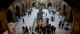 Ny "pratglad" dinosaurie upptäckt i Mexiko