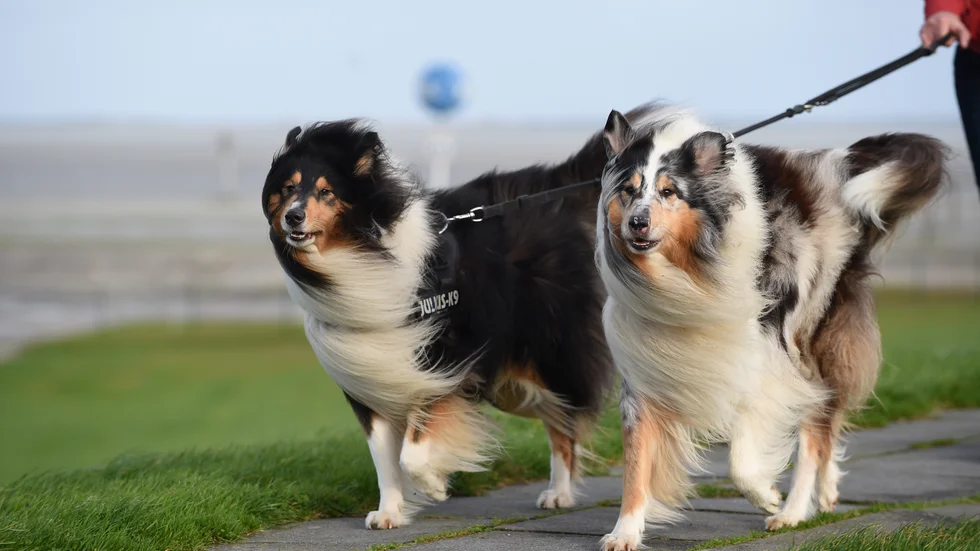 Forskning visar att så lite som 30 minuters promenad per dag kan göra stor skillnad för människor. (Arkivbild)