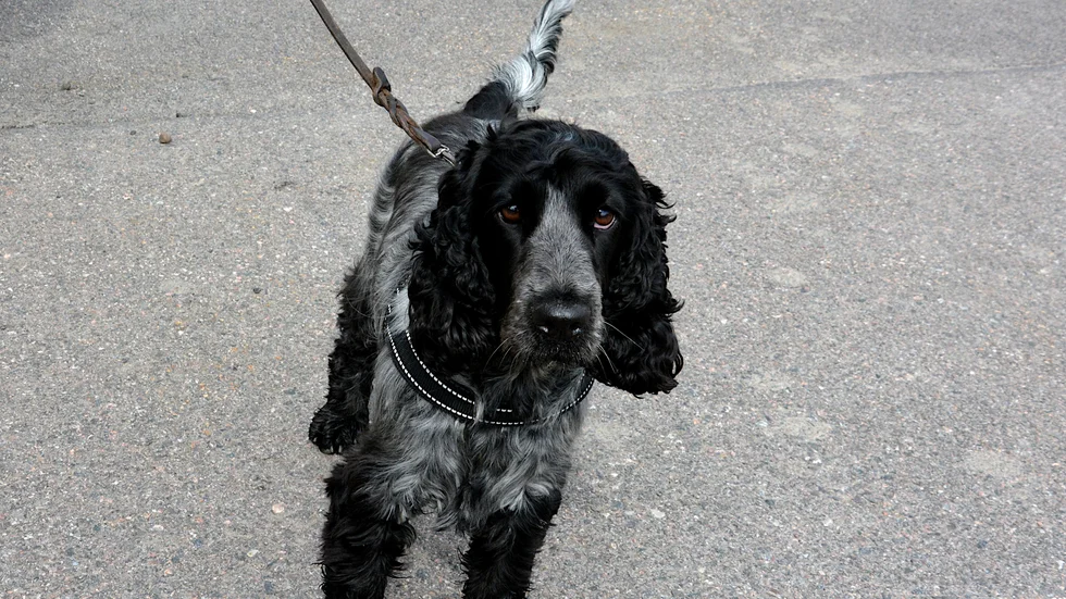 En person med djurförbud har setts hantera en hund. Hen anmäls nu till länsstyrelsen för bristande djurhållning. (Hunden på bilden har inget med texten att göra.)